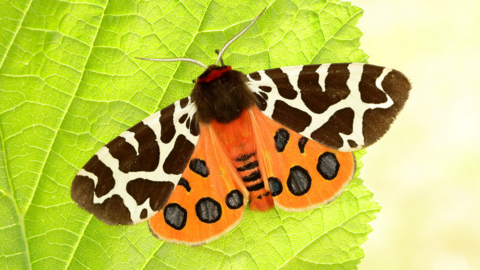 vibrant orange and red moth