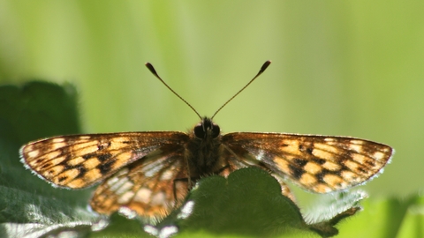 A Duke of Burgundy butterfly resting on a leaf, facing the camera. Its orange and brown wings are spread out, the sun shining through them like a stained glass window