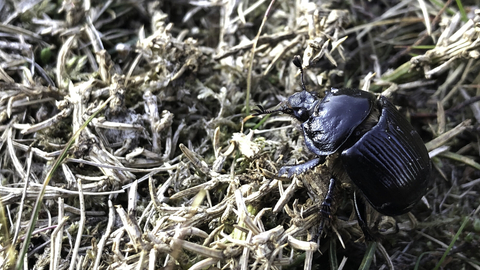 Female minotaur beetle