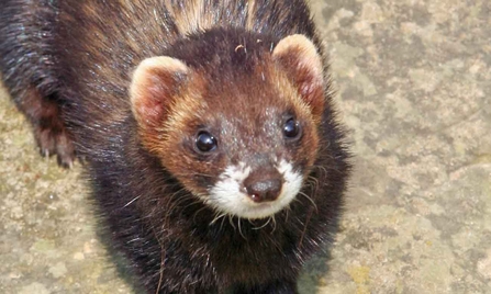 Polecat face