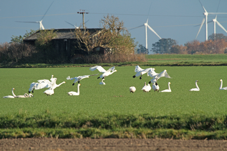 Whooper swans at the Great Fen by Henry Stanier