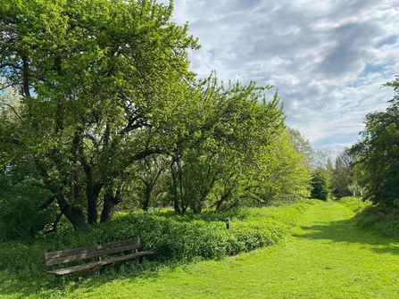 Apple tree in green leaf above wooden bench 