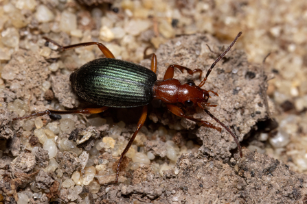 Bombadier beetle at the Great Fen, by Chris Kirby-Lambert.