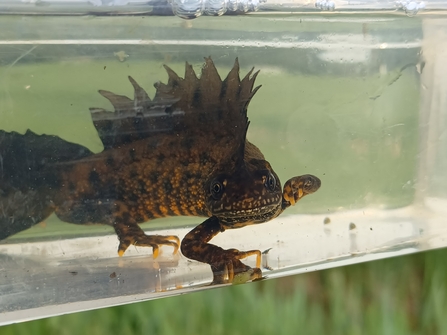 Great crested newt male