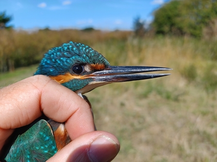 Kingfisher juvenile