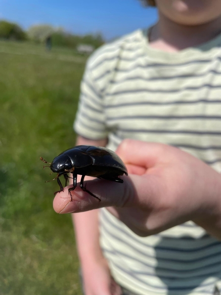 Great silver water beetle on Mersea Island