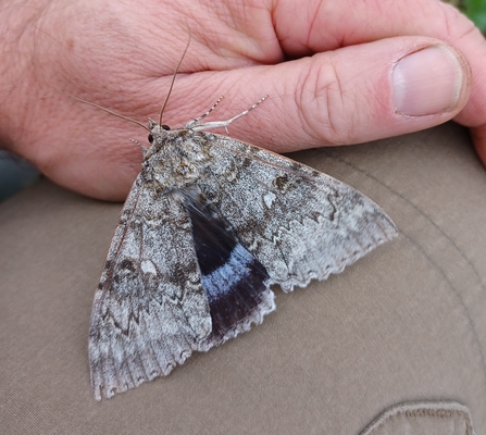 Clifden Nonpareil4 by Henry Stanier