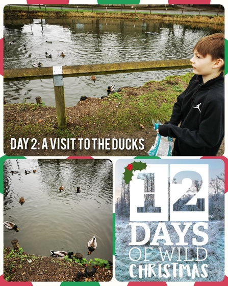 A collage of images showing 12 Days Wild logo, ducks on a pond and a boy feeding them