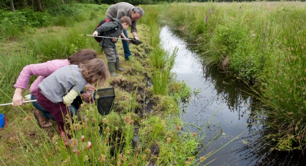 Family pond dipping