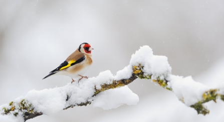 Goldfinch