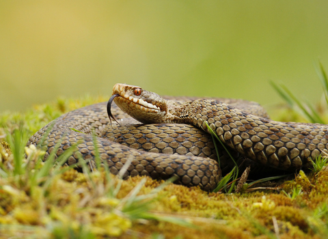 Adder