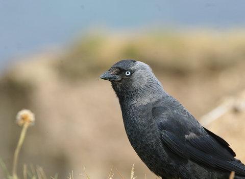 Jackdaw