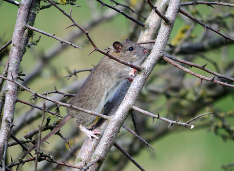 Brown rat