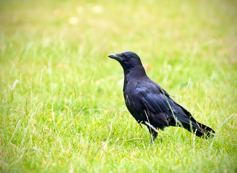 Carrion crow