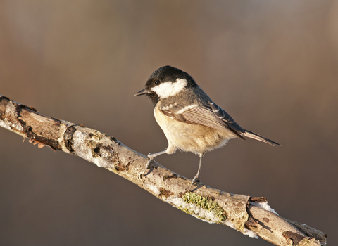 Coal tit