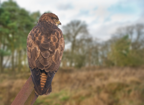 Common buzzard