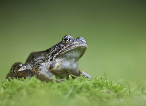 Common frog