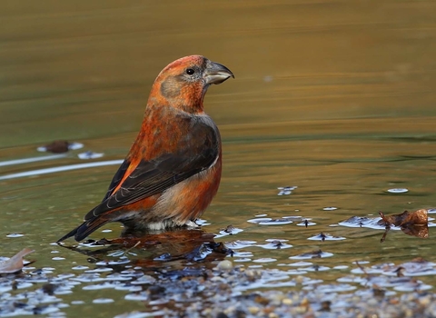 Crossbill