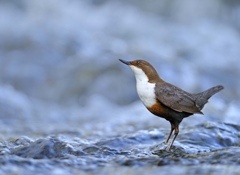 Dipper