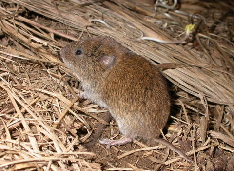 Field vole