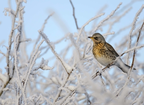 Fieldfare