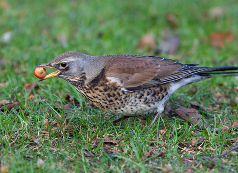 Fieldfare