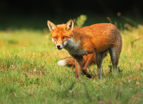 Red fox