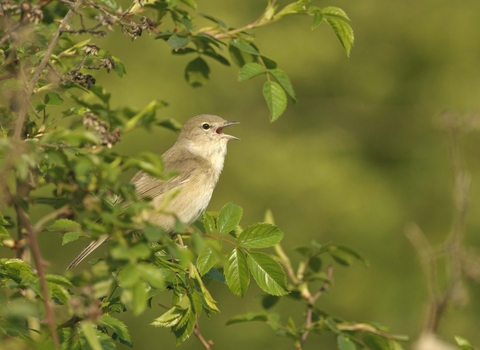 Garden warbler