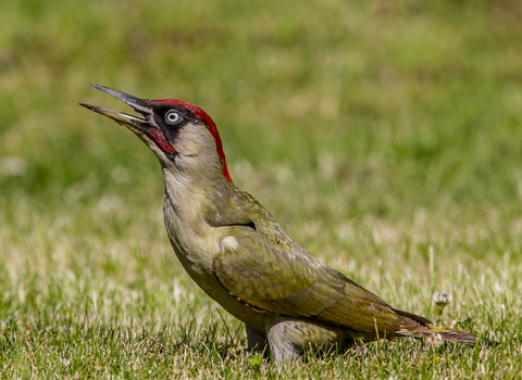 Green woodpecker