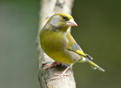 Greenfinch