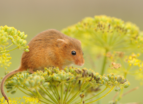 Harvest mouse