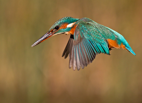 Kingfisher in flight