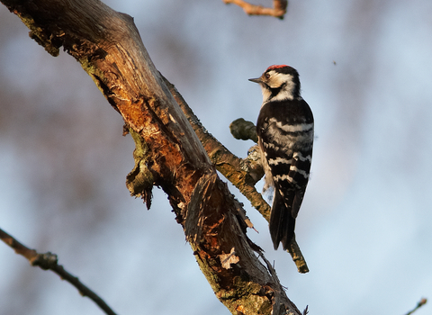 Lesser spotted woodpecker