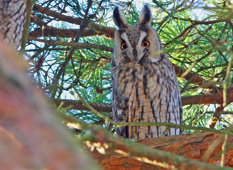 Long-eared owl