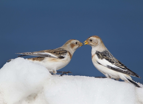 Snow Bunting