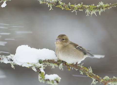 Chaffinch female