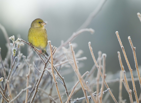 Greenfinch