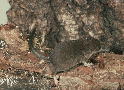 Pygmy shrew