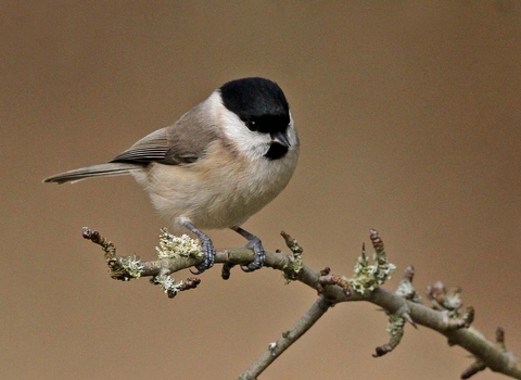 Marsh tit