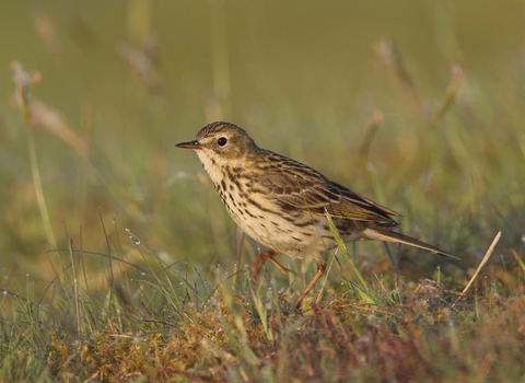 Meadow pipit