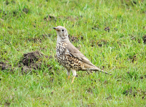 Mistle thrush