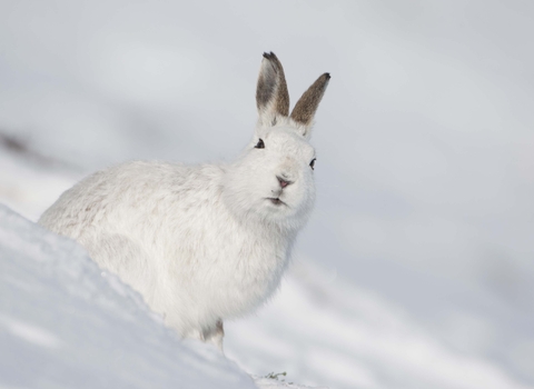 Mountain hare