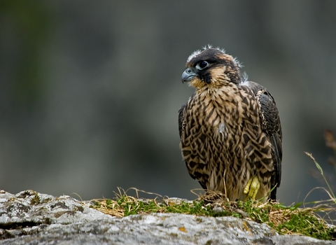 Juvenile peregrine falcon