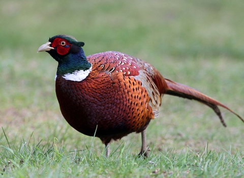 Pheasant male