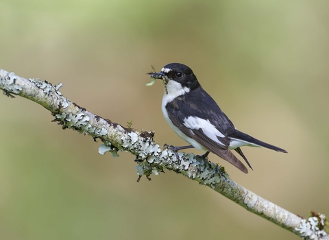 Pied flycatcher male