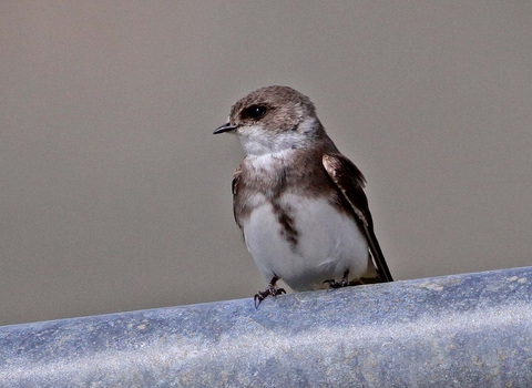 Sand martin