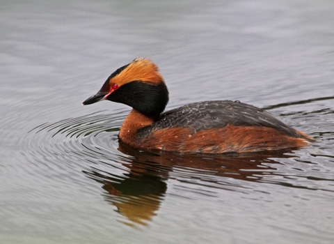 Slavonian Grebe