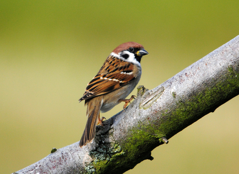 Tree sparrow