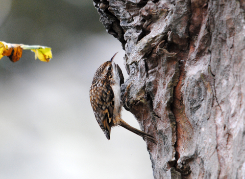 Treecreeper