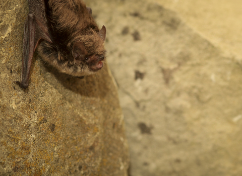 Whiskered bat